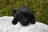 CANE CORSO 853